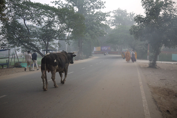 2_cow.jpg